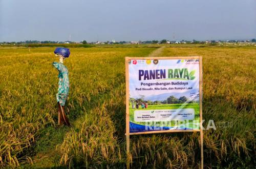 Coastal Lands in Batang Become Productive Again Through Biosaline Rice Cultivation