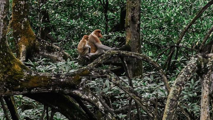 12 Proboscis Monkeys Burned to Death in Kalimantan Forest Fire