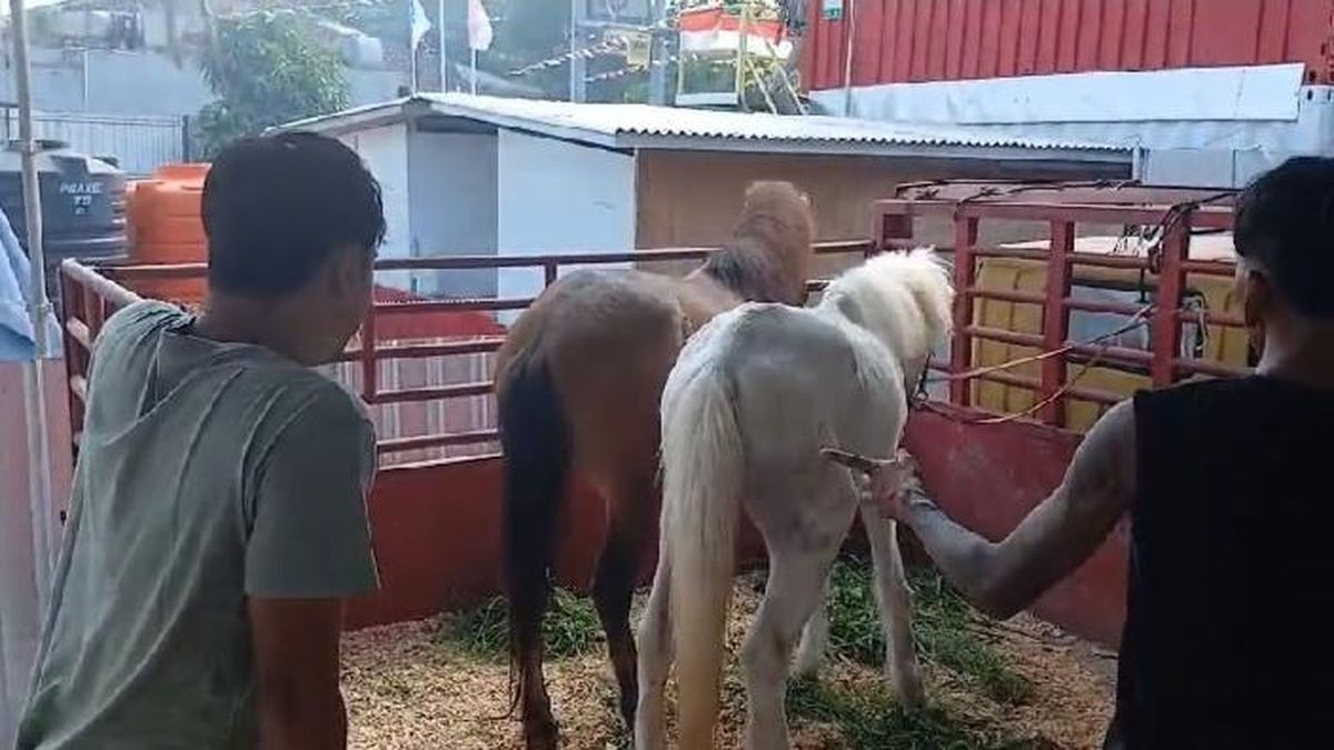 White Horse Allegedly Exploited for Tourism in Canggu Has Died