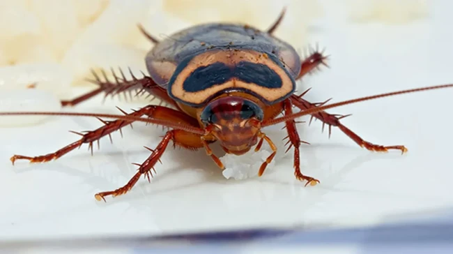 Scientists Win 'Nobel' for Researching Cockroach Milk Protein