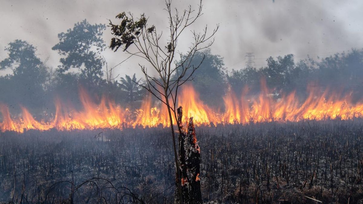 Personnel Increased at South Sumatra Elephant Conservation Area to Anticipate Forest Fires