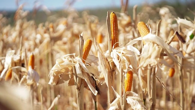 Who Would Have Thought Maize Could Be Deadly, Including These 5 Plants