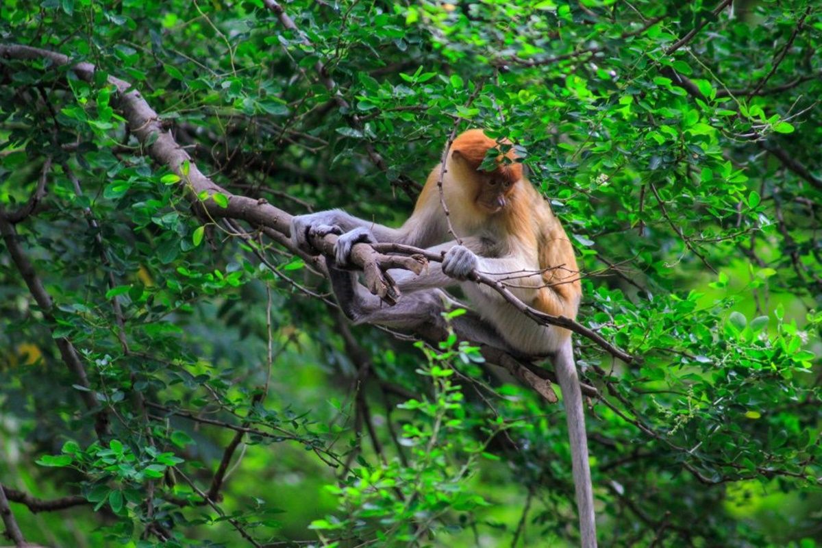 Forest Fires in South Kalimantan Disrupt Proboscis Monkey Habitats