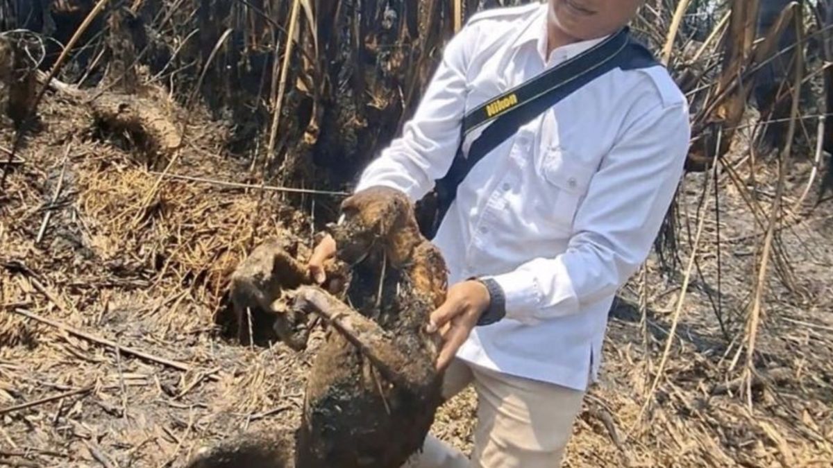 South Kalimantan Natural Resources Conservation Agency Deploys Team to Handle 12 Proboscis Monkeys Killed by Forest Fires