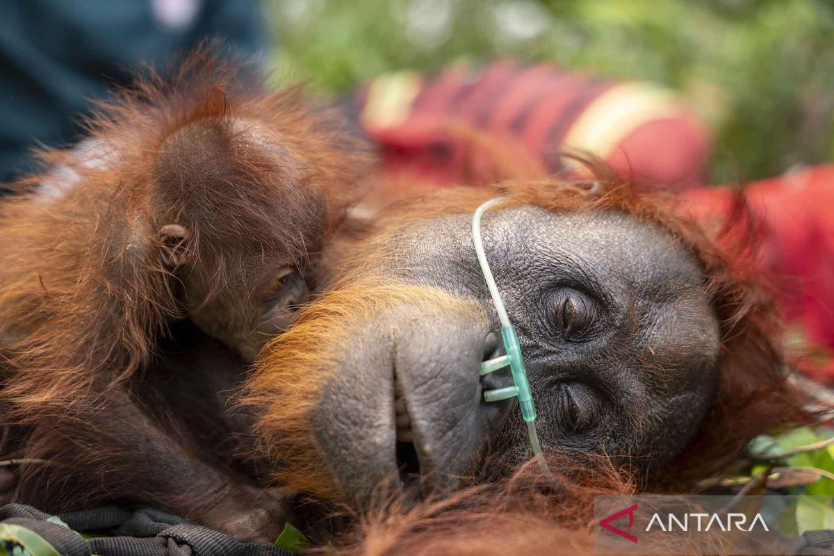 Rescue of Mother and Baby Orangutans Affected by Forest Fires in Ketapang