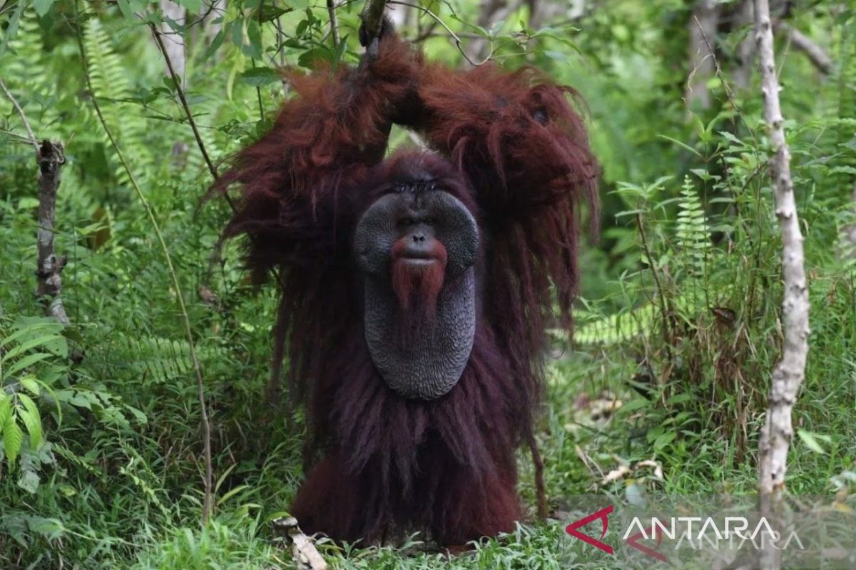 BOSF reaffirms commitment to protecting Samboja Lestari conservation land