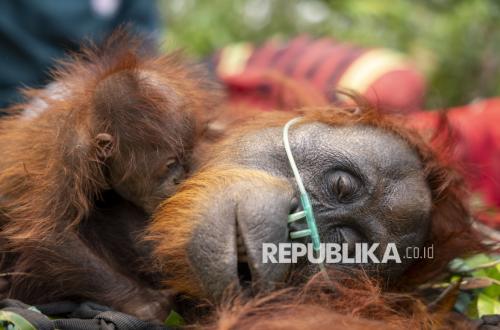 Mother Orangutan Embraces Her Infant During Evacuation Amidst Forest Fire Impacted Land