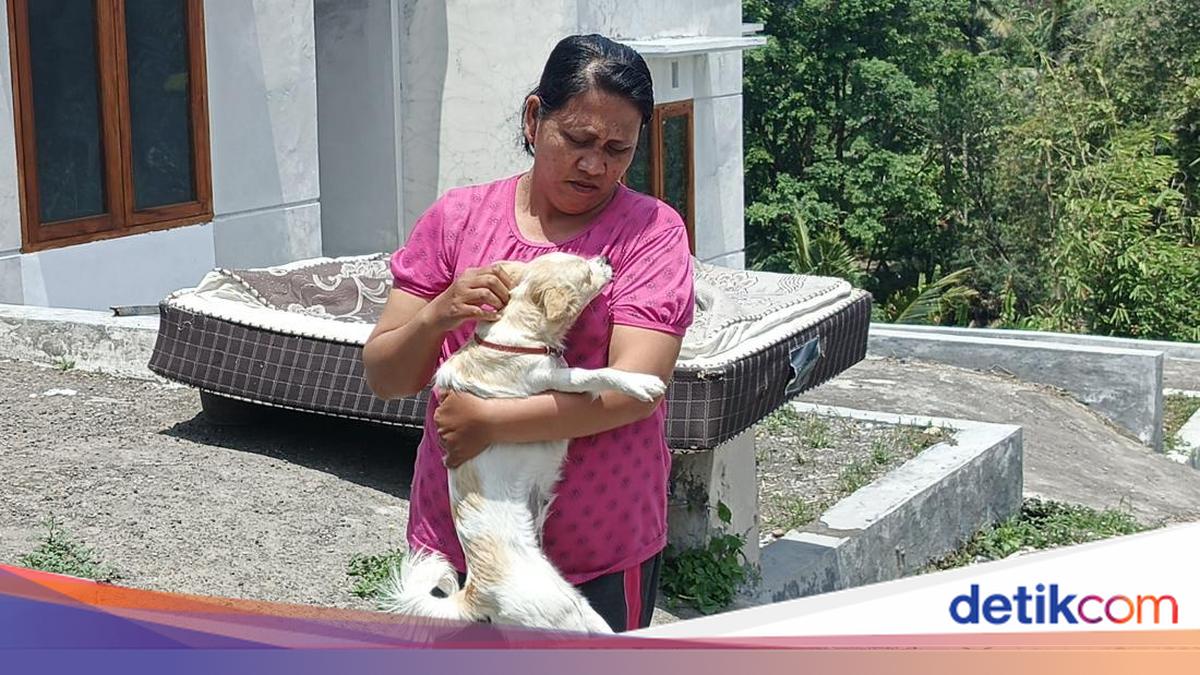 Puppy that Bit Mother and Two Children in Jembrana Tests Positive for Rabies