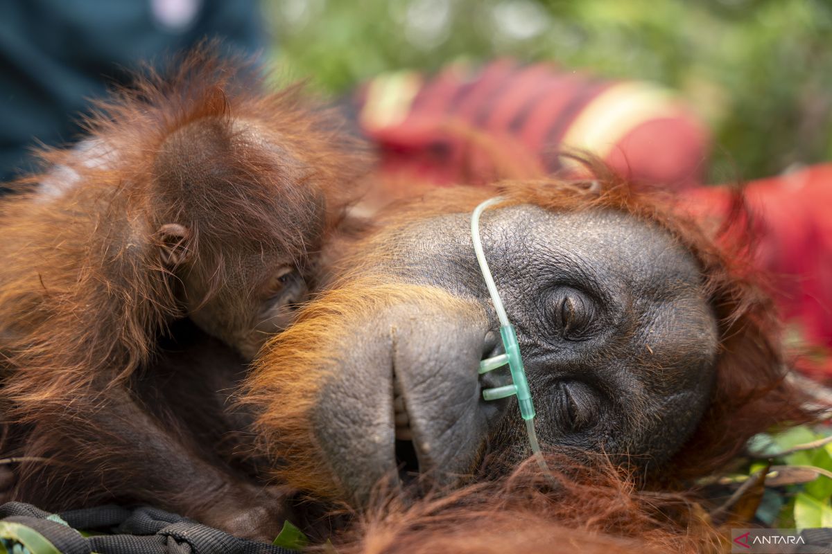 Conservationists rescue orangutan duo from plantation fire trap
