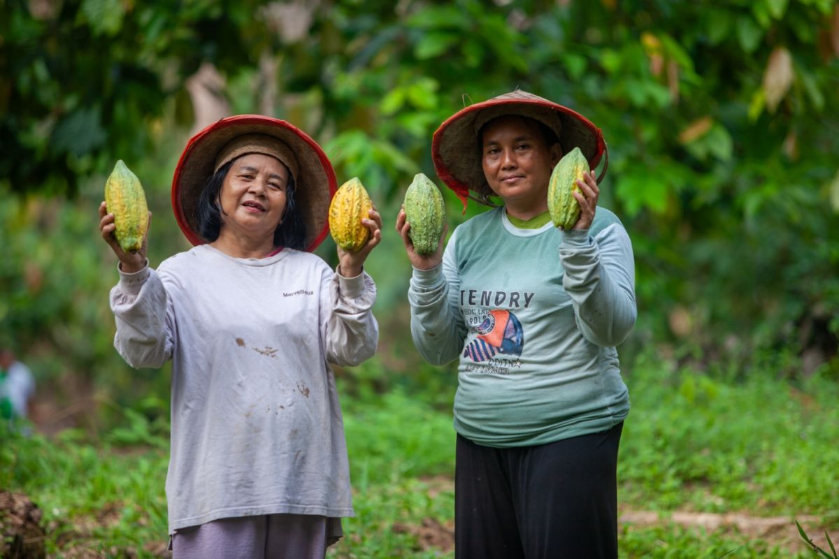 Cocoa sows new hope on the nation's frontier through agroforestry