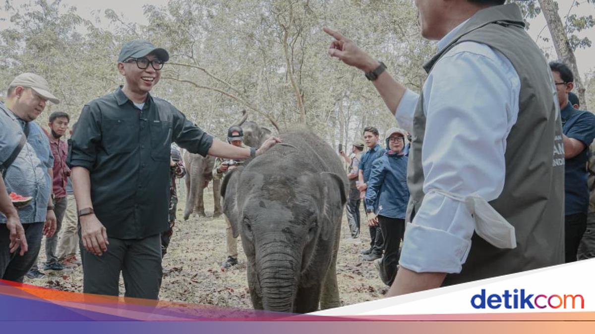 Lampung Provincial Government Promotes Balance Between Elephant Conservation and Community Activity