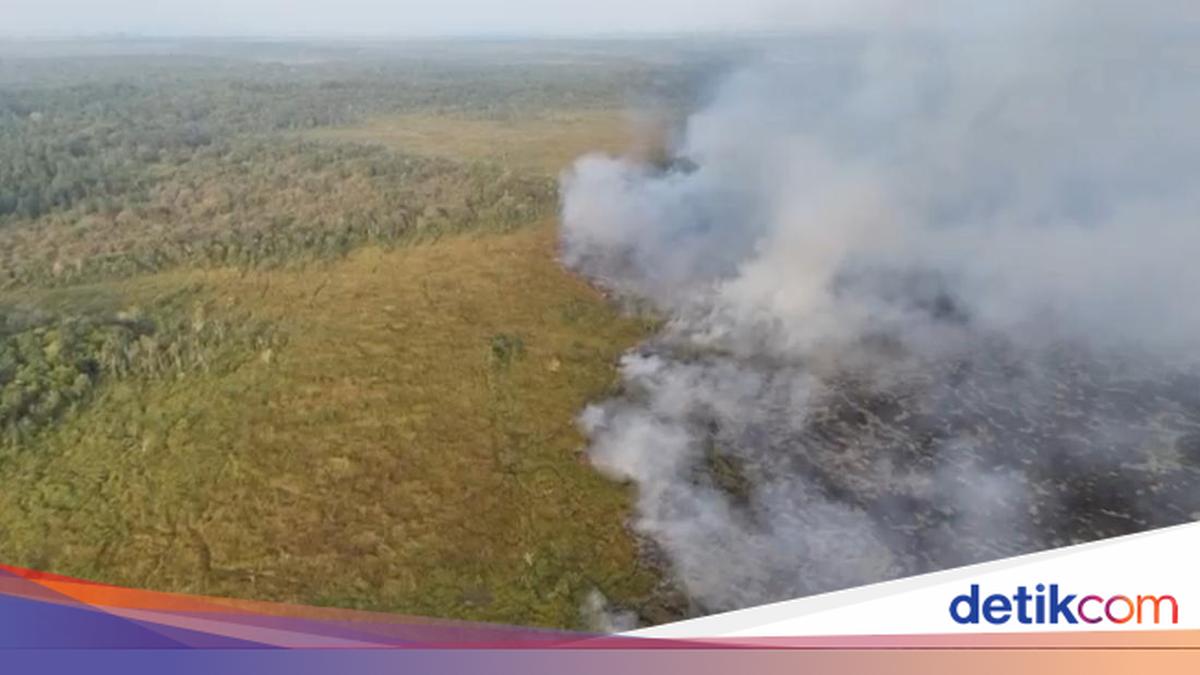 Way Kambas National Park in Lampung on Fire Again