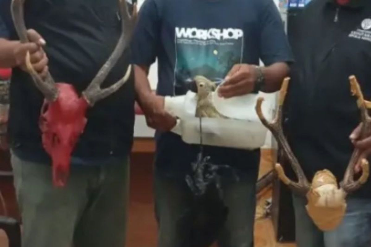 Maluku Natural Resources Conservation Agency Seizes Three Protected Birds from Ship Passengers