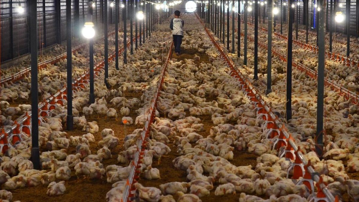 Major Poultry Farm Fire in Bali Leaves 24,000 Chickens Dead