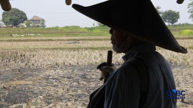 Indonesia's Food Production Land Shrinking, Here is the Government's Plan