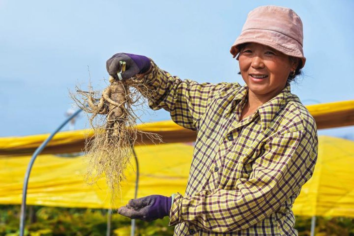 Fusong develops ginseng industry to achieve high-quality development