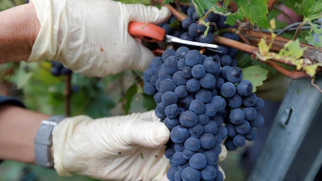 Earth Getting Hotter, Global Wine Production Hubs Begin to Shift