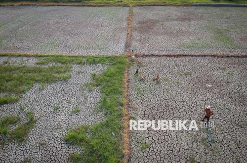 Thousands of Hectares of Rice Fields in Banten Affected by Drought