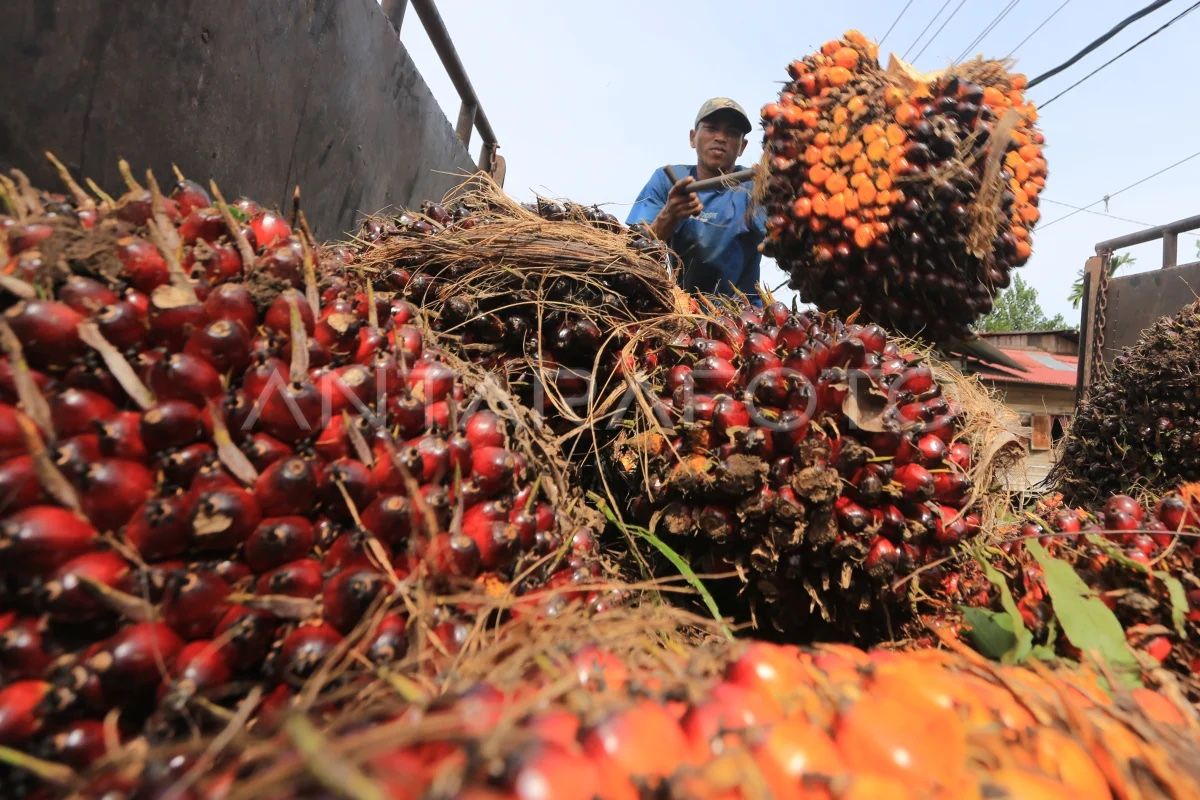 POPSI: Regulatory updates must keep pace with palm oil downstreaming