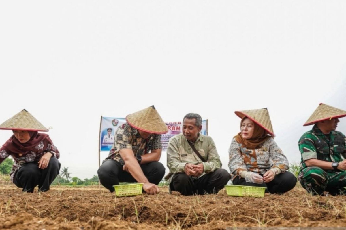 Deli Serdang Regency Develops Shallot Cultivation in Namorambe District