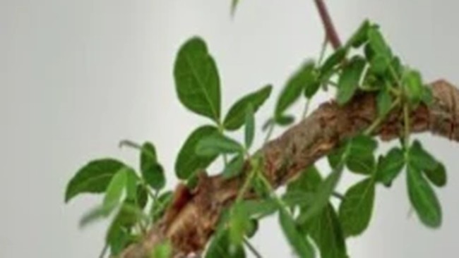 Experts Revive Biblical Tree from Mysterious 1,000-Year-Old Seed