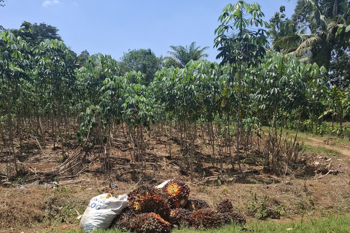 Expert proposes BPDP should also fund bioethanol to ensure competitive pricing