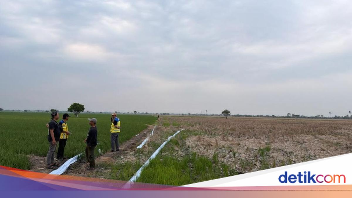 Public Works Ministry Operates 3 Pumps to Combat Rice Field Drought in Bekasi