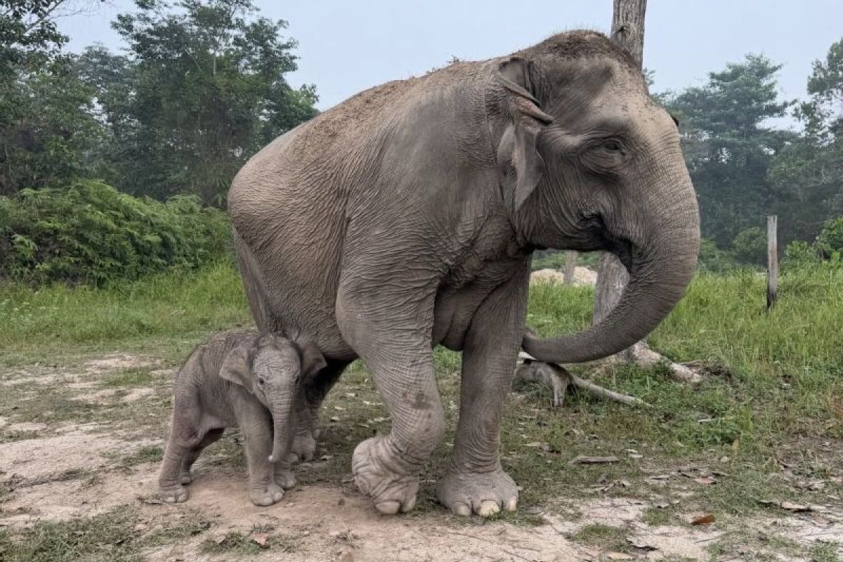 Kemenhut announces birth of new baby elephant in Tesso Nilo National Park
