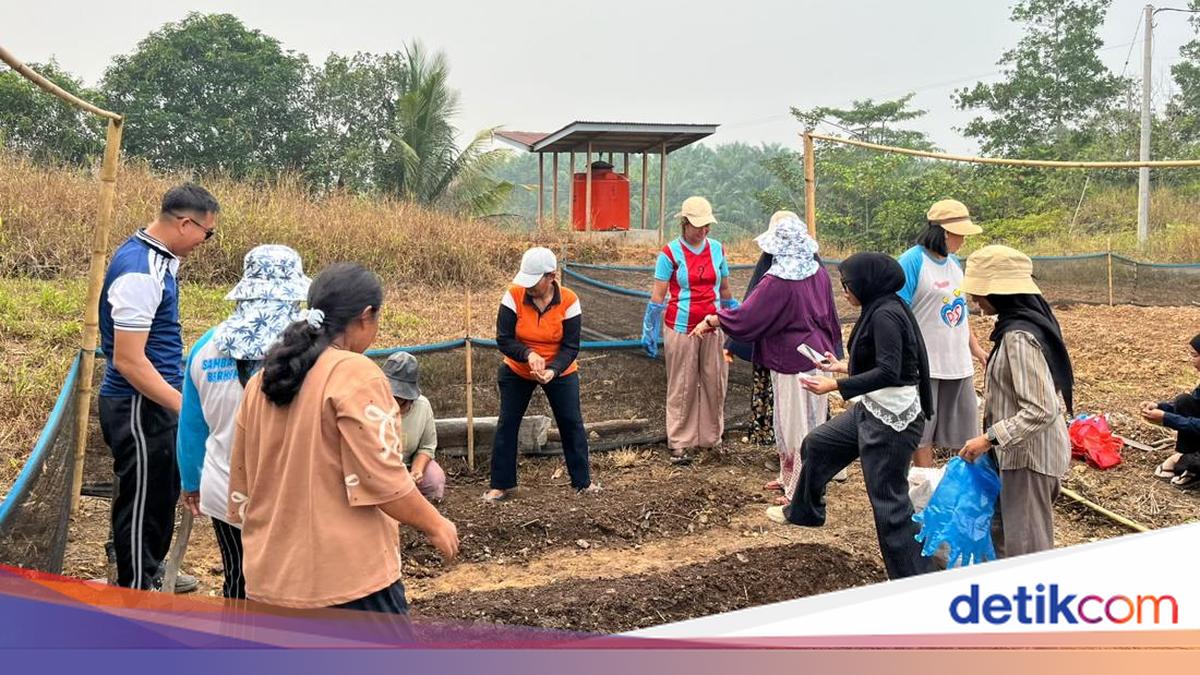 Supported by TEP UI, Sambas Residents Transform Barren Land into Vegetable Gardens