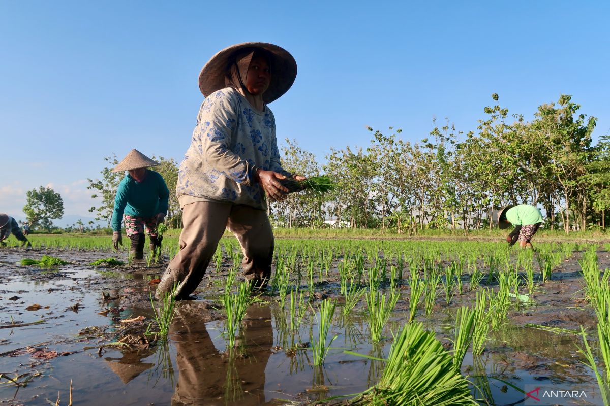 BMKG: Shortened Rainy Season of Three to Four Months Predicted for NTB