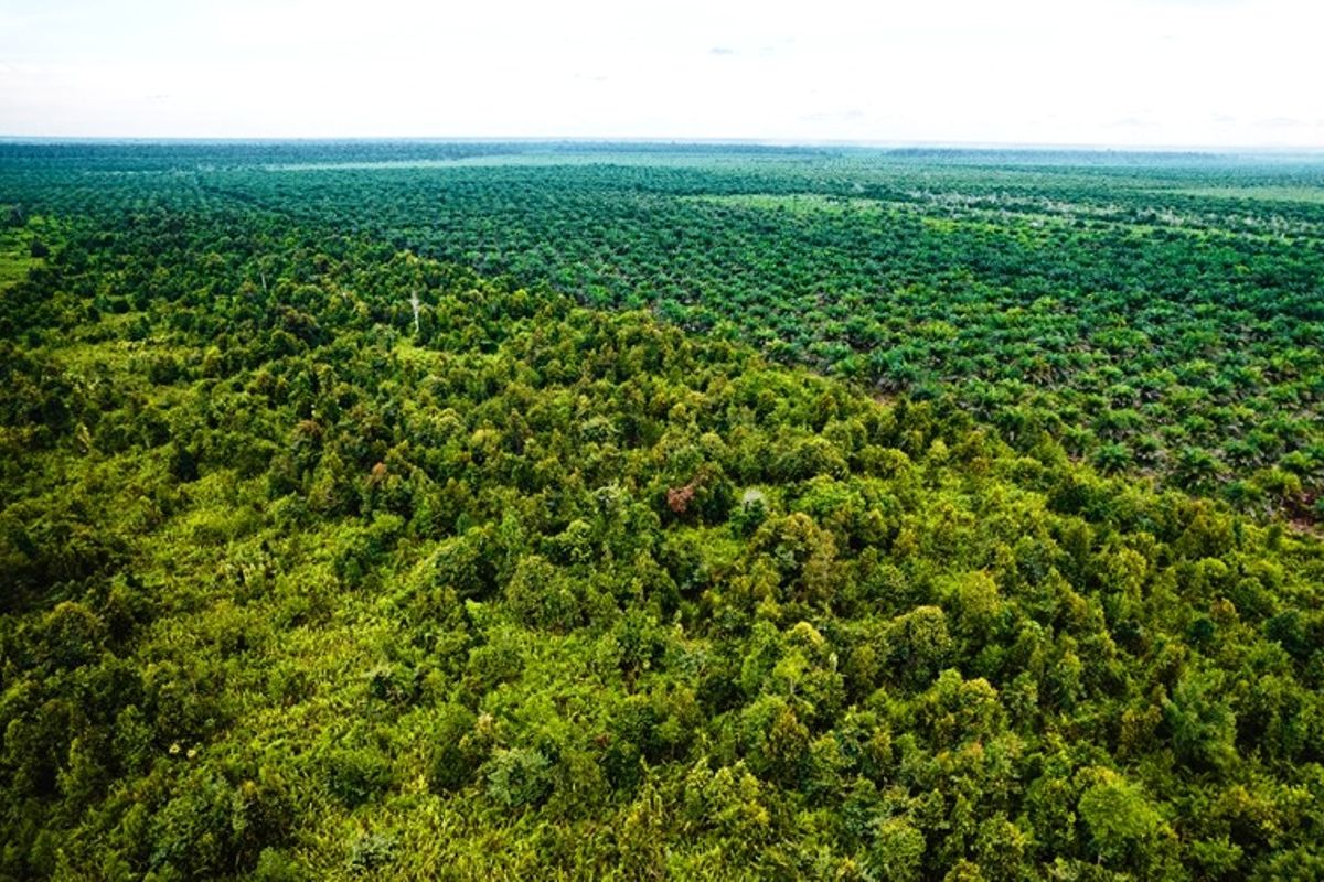 Minister of Forestry: President Listens to Academic Input on Peatland Management