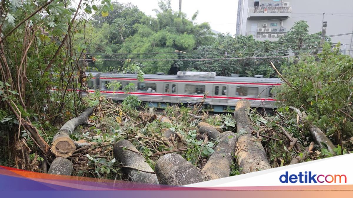 Red Line Commuters Delayed for 40 Minutes Due to Fallen Tree in Depok
