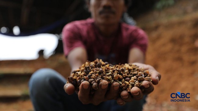 Weak Demand for Coffee and Iron Leads to Double-Digit Decline in Indonesia's Agricultural and Mining Exports
