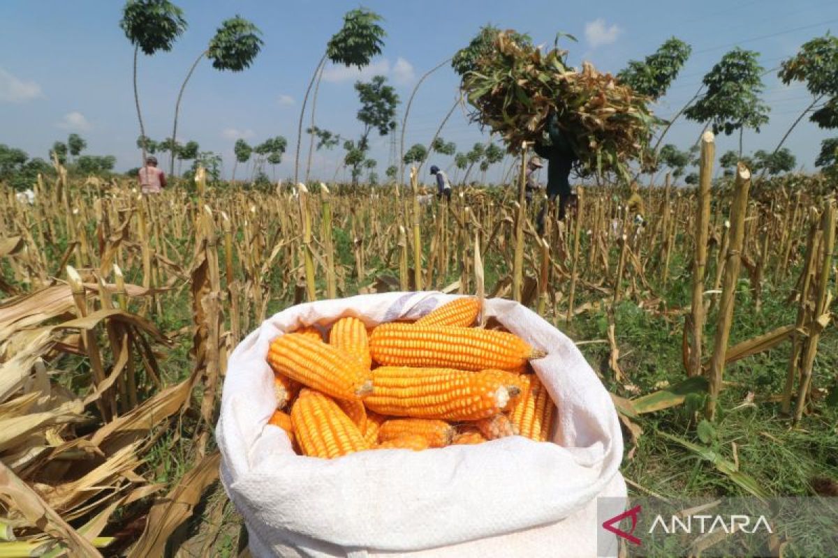 7 Benefits of Maize, Good for Digestion and Eyes
