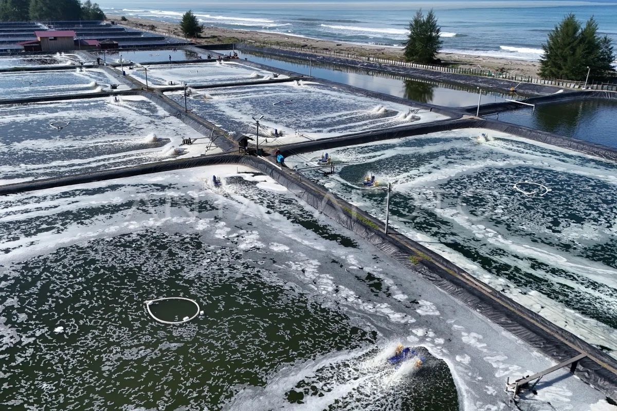 KKP: Shrimp Pond Development Does Not Require Mangrove Conversion