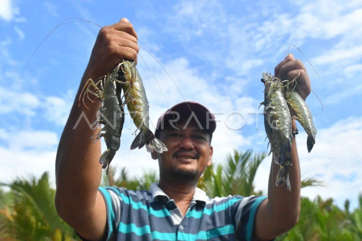Indonesian shrimp production costs higher than Ecuador, with feed accounting for 62 per cent