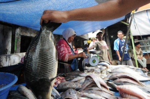 Abundant Production But Fish Consumption in Central Java Remains Very Low