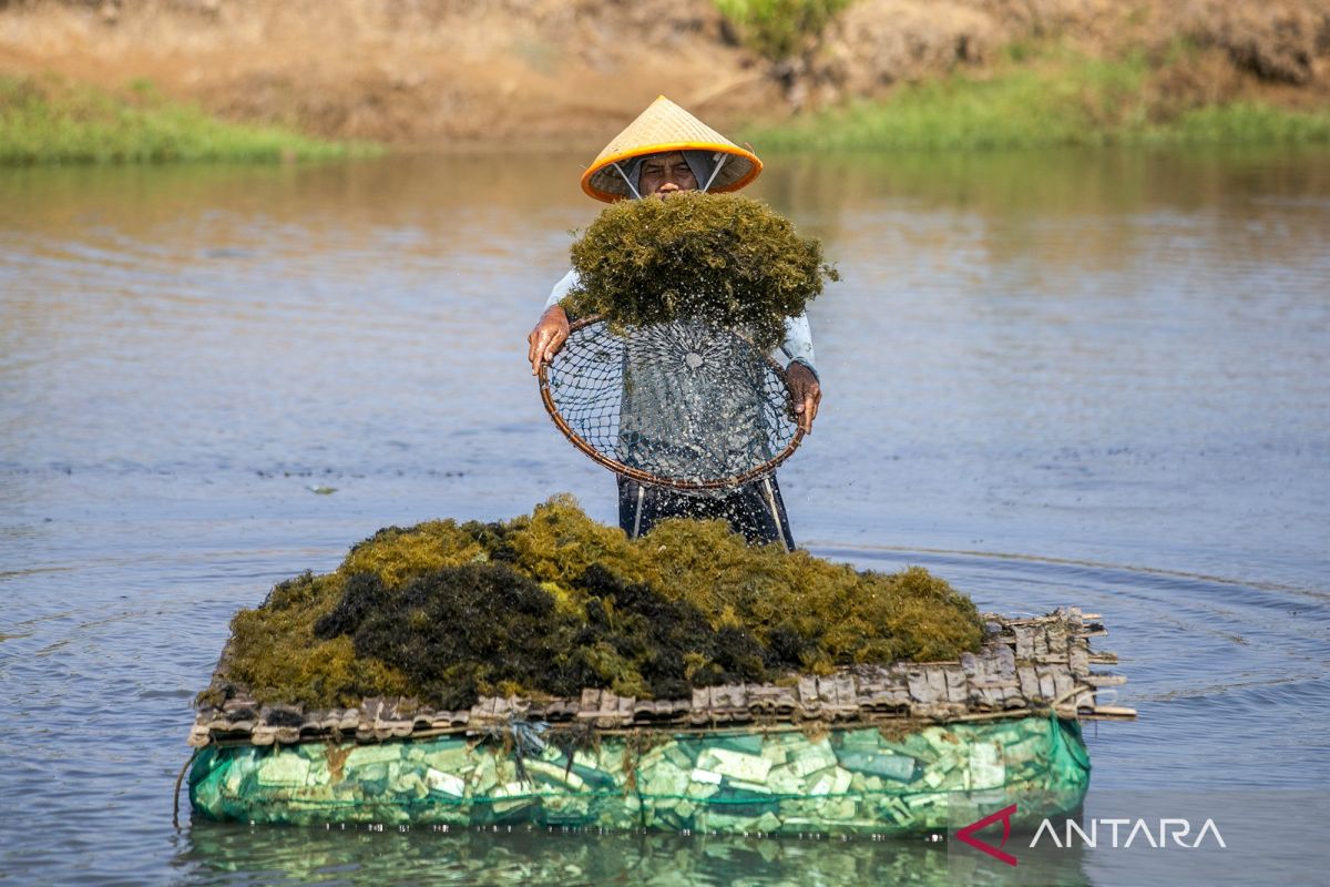 BRIN maps Indonesia's seaweed value chain for added value