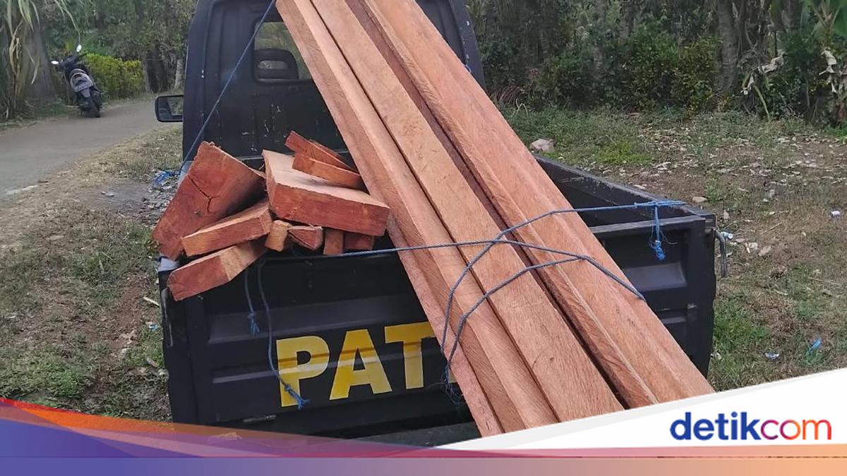 Police Arrest Two Suspects for Illegal Logging in Jembrana Protected Forest
