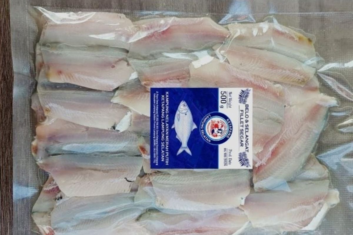 Red and White Fisherman Village in South Lampung Boosts Fish Value to Rp14,000 per kg