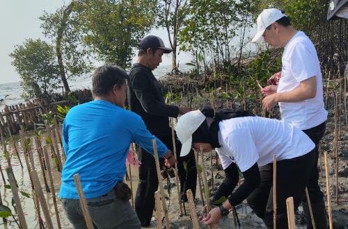 Abrasion Threatens Karawang Coast, 1,000 Mangroves Planted