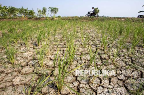 71.48 Hectares of Rice Fields in Brebes and Rembang Suffer Crop Failure Due to Drought