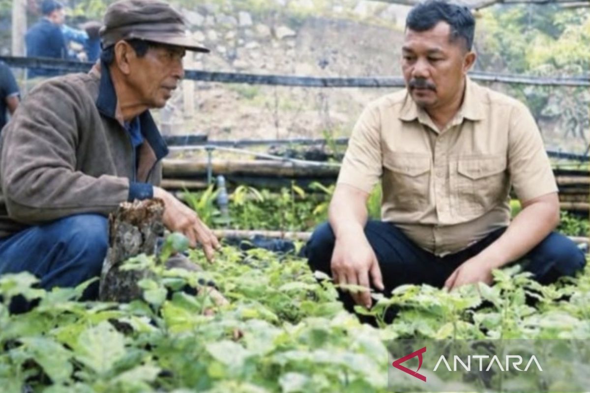 Kerinci promotes patchouli as a flagship crop through cultivation techniques