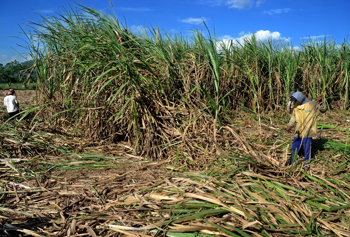 Danantara to invest in ethanol infrastructure over next three years