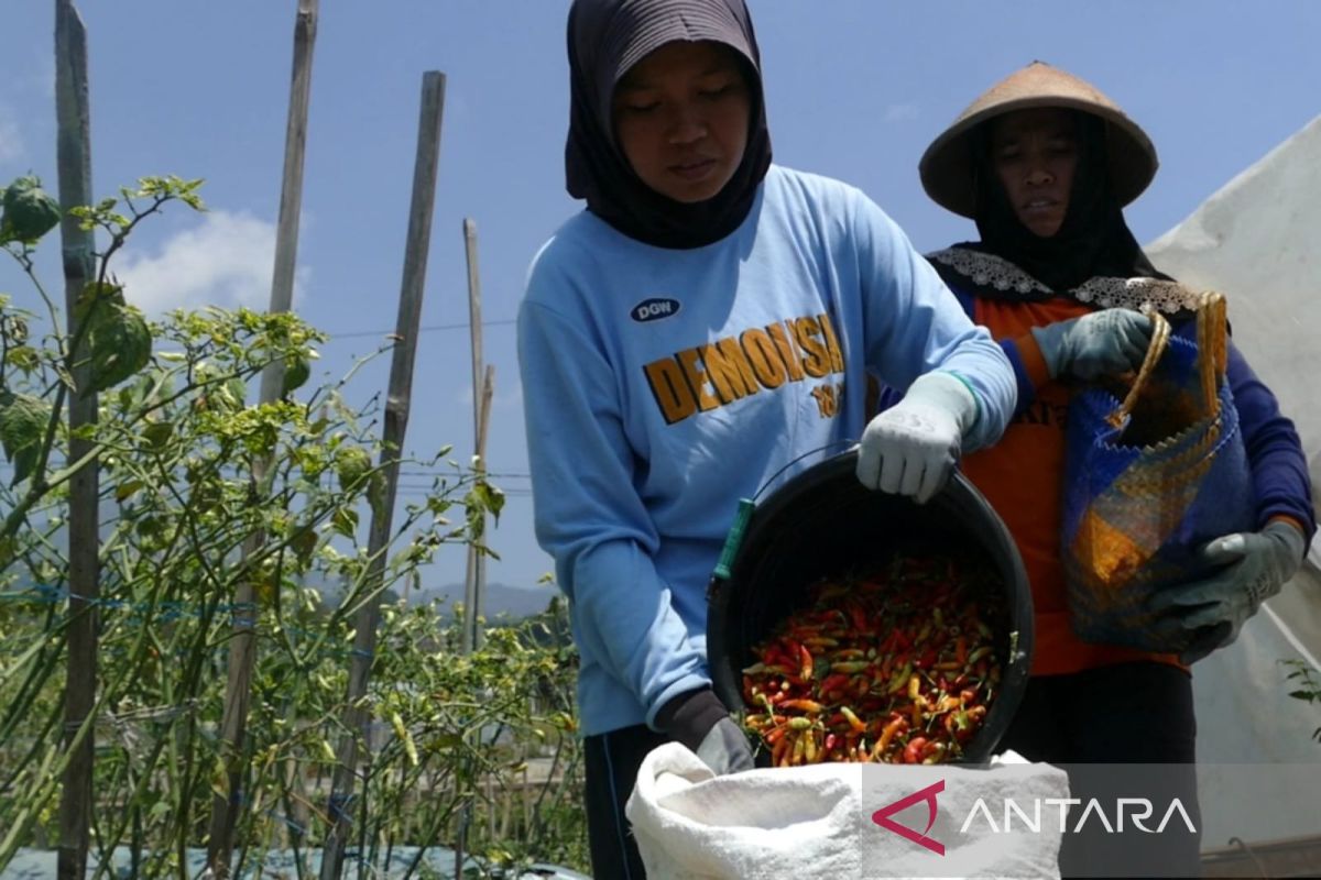 BPS warns that rising bird's eye chilli prices could trigger year-end inflation