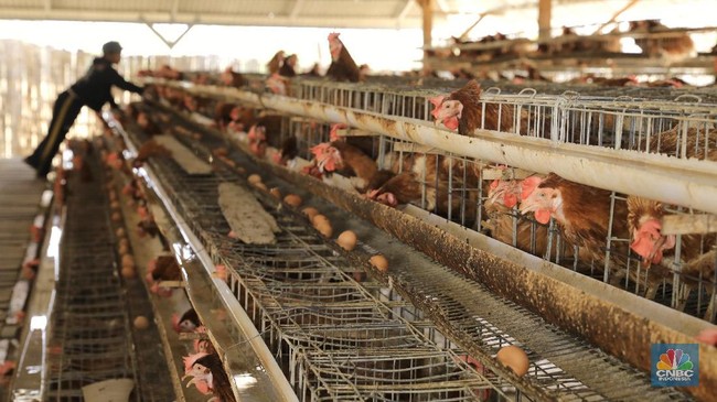 10 Provinces Leading Indonesia's Layer Chicken Industry: Who Competes with East Java?