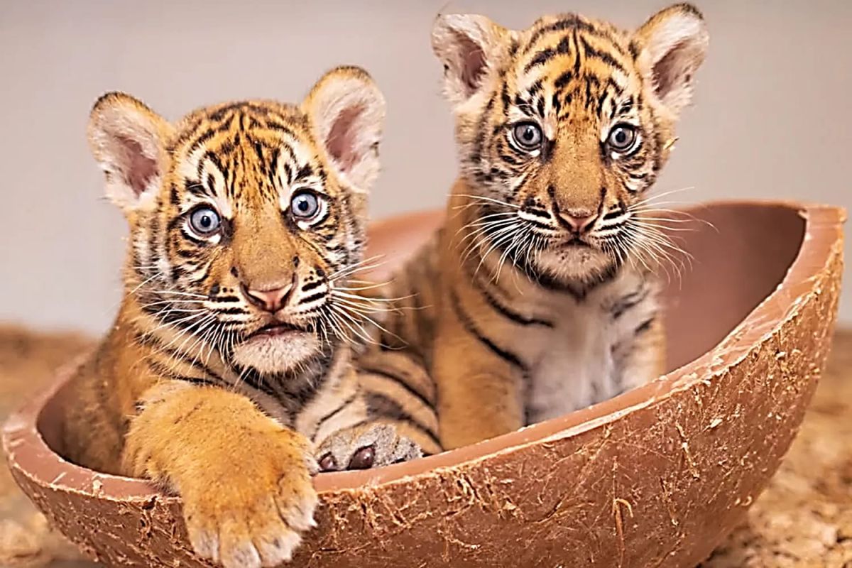 Birth of Sumatran Tigers Proves Indonesia-US Conservation Cooperation Commitment