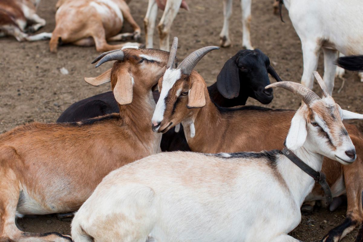 UGM Expert Warns of Anthrax Danger if Not Handled Immediately