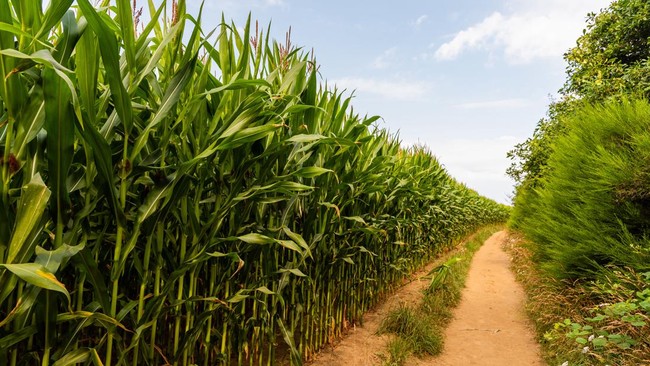 To Support E20 Bioethanol Fuel, Zulhas to Expand Sugarcane Plantations