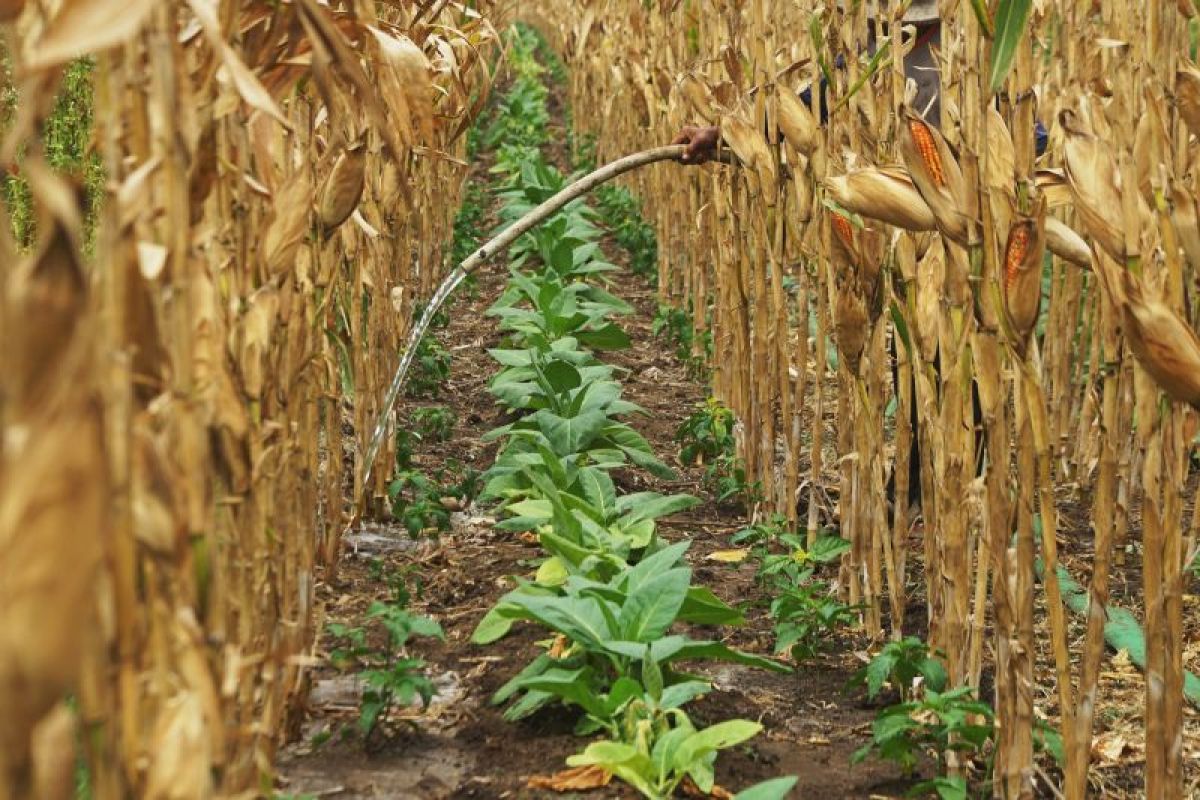 Pacitan Farmers Adapt to Water Scarcity with Secondary Crops and Tobacco